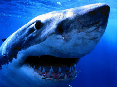 Live streaming coverage of Shark Week is available online.